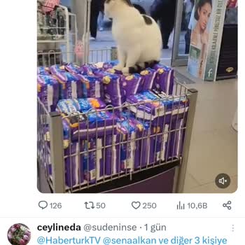 Gratis Pedlerin Üzerindeki Sokak Kedisi