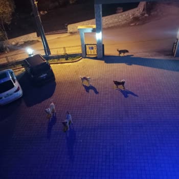 Ordu Büyükşehir Belediyesi Tehlikeli Sokak Köpekleri