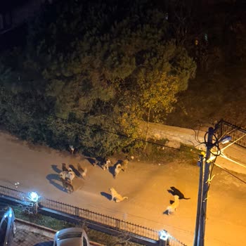 Ordu Büyükşehir Belediyesi Tehlikeli Sokak Köpekleri