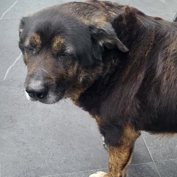 Bakırköy Belediyesi Köpeğin Tedavisi Sağlanabilir Mi Lütfen