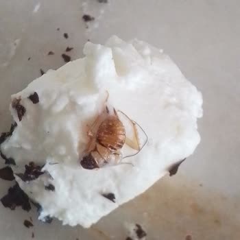 Peynes'in İçinden Böcek Çıktı