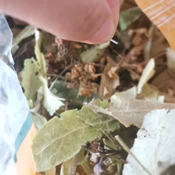 Gebze BİM Greenwood Ihlamur İçinden Tüy Yumağı Çıktı!