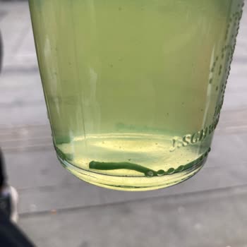 Schweppes Şişe İçinde İlginç Parçacıklar