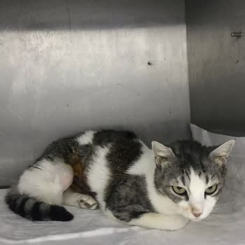 Zeytinburnu Veteriner Kliniği Kedimizi Öldürdüler İlgilenmediler