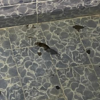 Golden Palace Sapanca Bungalov İşletmede Fareler Ve İlgisiz İşletme Sahipleri