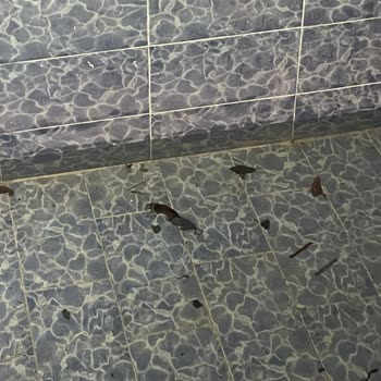 Golden Palace Sapanca Bungalov Fareler Var Mekanda!