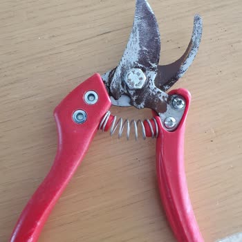 Lazbisa Bıçak Lazbisa Nın Paslanan Makası