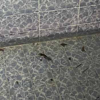 Golden Palace Sapanca Bungalov Evde Ki Fare