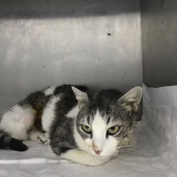 Zeytinburnu Veteriner Kliniği Kedimizi Öldürdü Ve İlgilenmedi Korkunç!