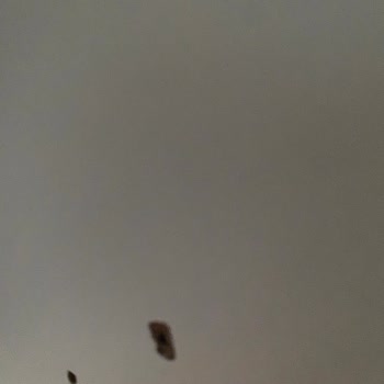 Çarşamba Bellona Teşhir Ürünü Gönderdi Ürünün Yenisini İstiyorum