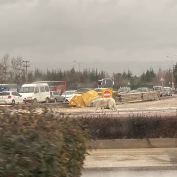 Eskişehir Büyükşehir Belediyesi Sürü Halinde Dolaşan Başıboş Köpekler