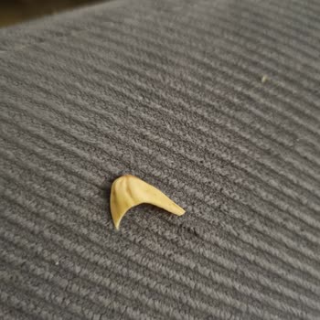 Tadım Fıstıklı Bardan Bıçak Gibi Kabuk Cıktı