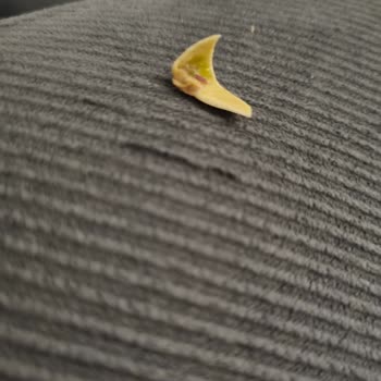 Tadım Fıstıklı Bardan Bıçak Gibi Kabuk Cıktı