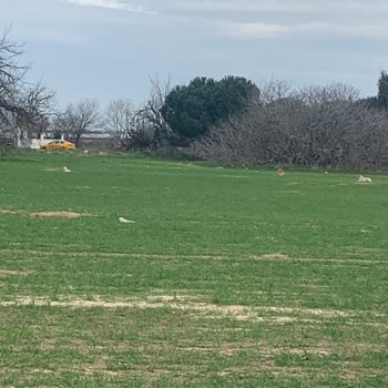 Çorlu Belediyesi Esentepe'de Başıboş Köpek Tehlikesi