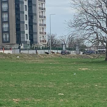 Çorlu Belediyesi Esentepe'de Başıboş Köpek Tehlikesi