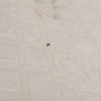 Evkur Isparta'dan Alınan Baza Takımında Çıkan Tahta Kurusu