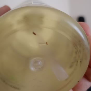 Gratis Üründen Böcek Çıktı