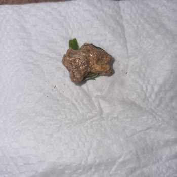 Yurdum Konserve Yurdum Marka Diş Döken Barbunya Pilaki