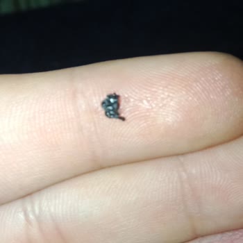 A101 Hanımdan Kazandibi Tatlısından Çıkan Cisim