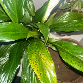 ÇiçekSepeti Yine Yeni Mağduriyet