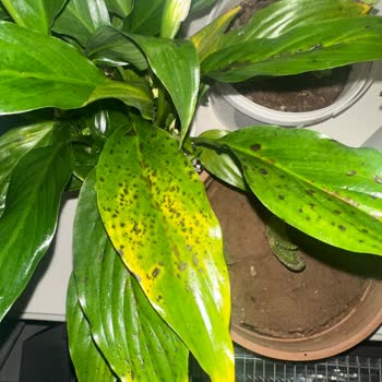 ÇiçekSepeti Yine Yeni Mağduriyet