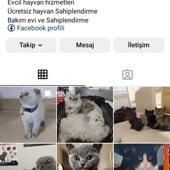 Patim_evi (Instagram) Kedi Sahiplendirme Sayfası!
