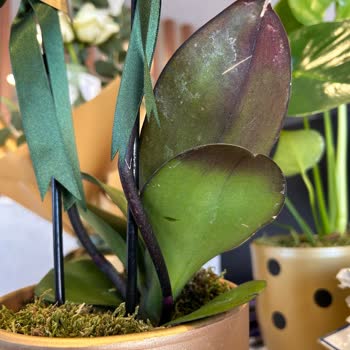 Çiçek Sepeti Ölmek Üzere Olan Orkideyi Gönderdi