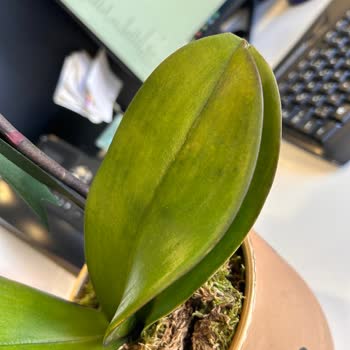 Çiçek Sepeti Ölmek Üzere Olan Orkideyi Gönderdi