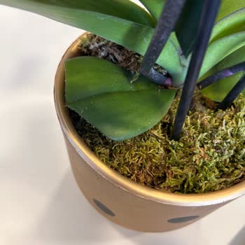 Çiçek Sepeti Ölmek Üzere Olan Orkideyi Gönderdi