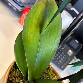 Çiçek Sepeti Ölmek Üzere Olan Orkideyi Gönderdi