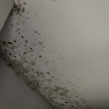 Nesim Grup İnşaat & Yalıtım Dam Ve Mantolama