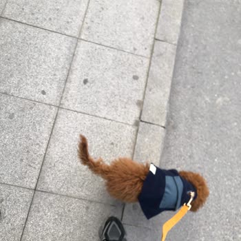 İETT - İstanbul Elektrik Tramvay Tünel  Köpek ile Yolculuk Sorunu