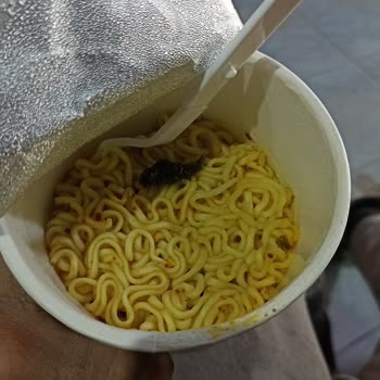 Berona Noodle Kedi Pislik Çıktı