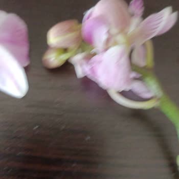 Osevio.com Solmuş Çiçek Gönderimi