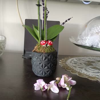 Osevio.com Solmuş Çiçek Gönderimi