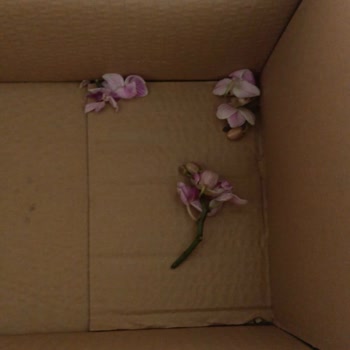 Osevio.com Solmuş Çiçek Gönderimi