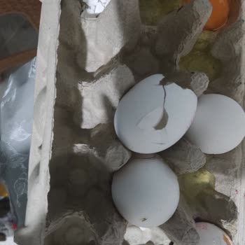 Anadolu Çiftliği 15 Yumurtanın 4 Ü Kırık