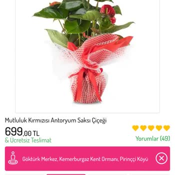 Osevio.com Orkide Beklerken Antaryum Hayal Kırıklığı