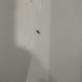 Milupa Mamanın İçinden Böcek Çıktı