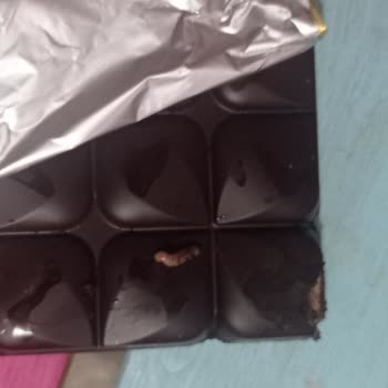 Eti Gıda Eti Karam Bitter İçinden Kocaman Kurt Çıktı