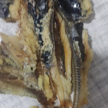 Balık Dünyası (Ataşehir) Dondurulmuş Sardalye Balık