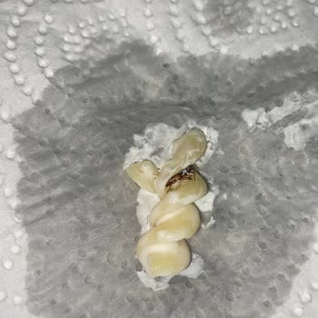 Nuh'un Ankara Makarnası Paket Makarnada Beklenmedik Misafir