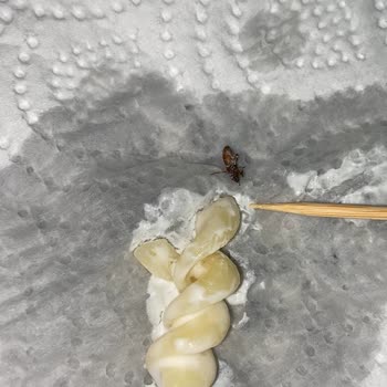 Nuh'un Ankara Makarnası Paket Makarnada Beklenmedik Misafir