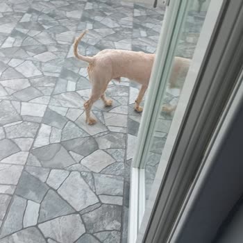 Zoogross Tıraş Yapamama, Hayvana Sevgi Sıfır