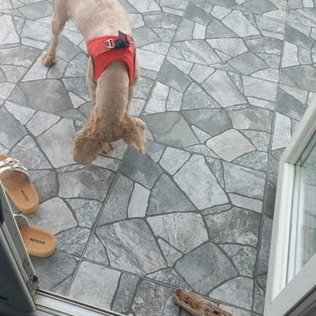 Zoogross Tıraş Yapamama, Hayvana Sevgi Sıfır