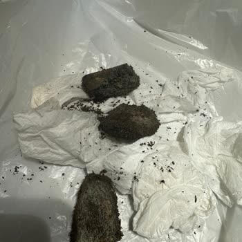 Çaykur Çay Paketindeki Çay Fosilleşmiş