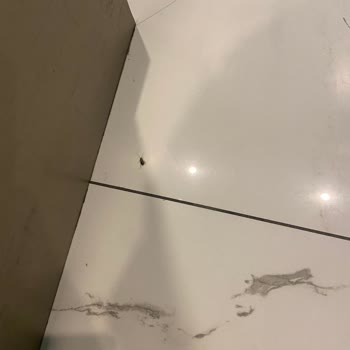 Vadi İstanbul Avm Bebek Bakım Odası Hamam Böcekleri Dolaşıyor