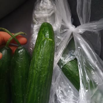 Migros Müşteriye Gönderilen Çürük Sebze Ve İade Edilmeyen Ücret Mağduriyeti