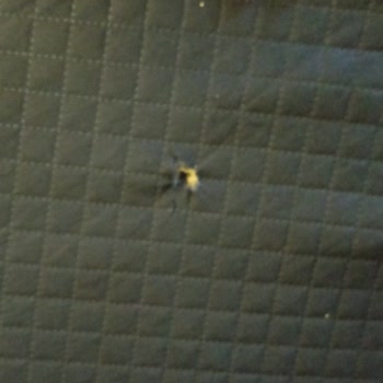 Gizem Mobilya (İzmir) Gizem Mobilya (İzmir) İzmir Gizem Exclusive Koltuk Yırtıldı Vida Çıktı