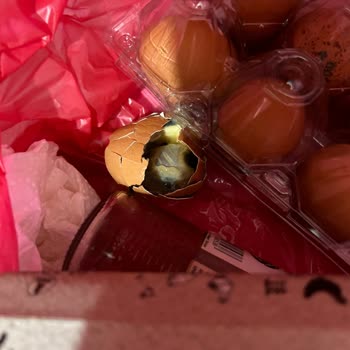 Yemeksepeti Market Bozuk Yumurta Satışı Yapıldı